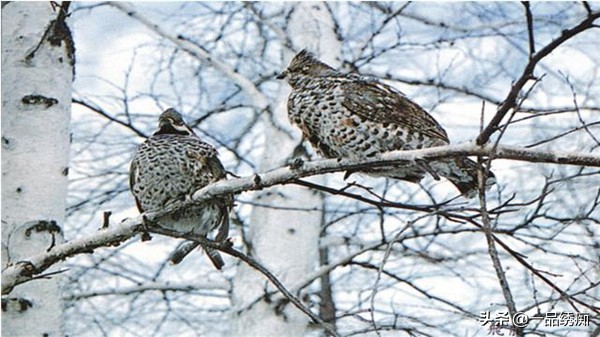 鸟类名字生僻字,带有鸟字的生僻字