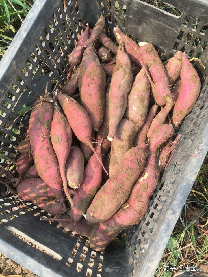 如何提升花种成活率,花种种植生活小技巧