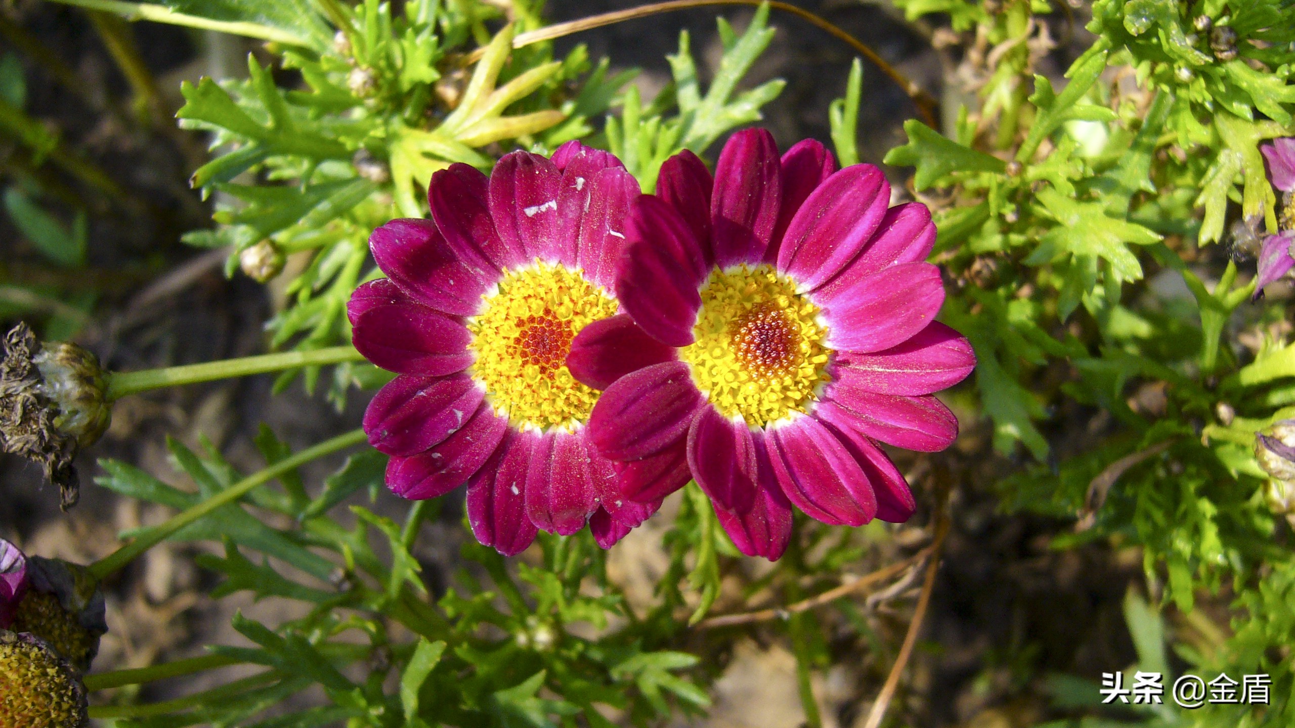 茼蒿花漂亮,木茼蒿花简介