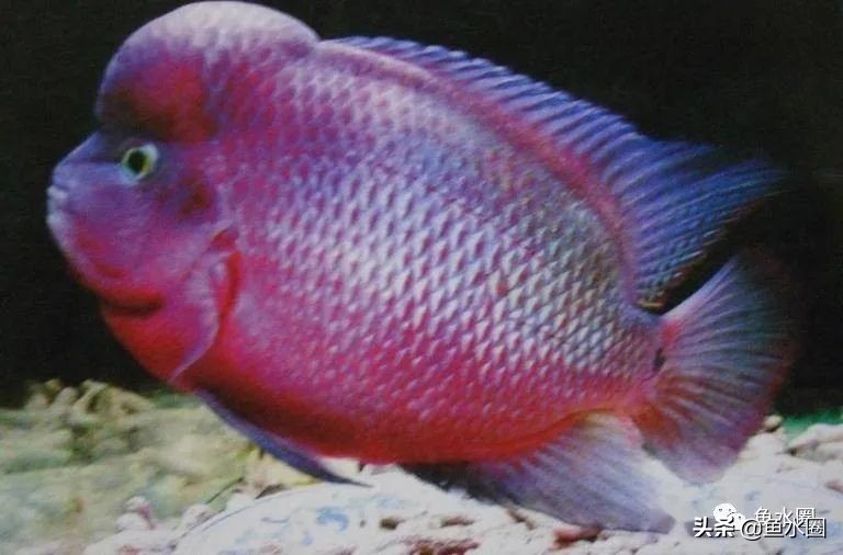 罗汉鱼身上亮片少是什么品种,罗汉鱼血麒麟和火凤哪个品种好