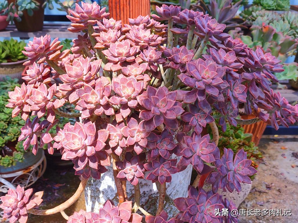 这8种多肉开花的样子简直美爆了,这8种多肉个头小巧却极好扦插