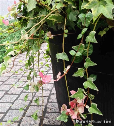 花叶络石，叶子五彩斑斓十分好看，教你如何养护