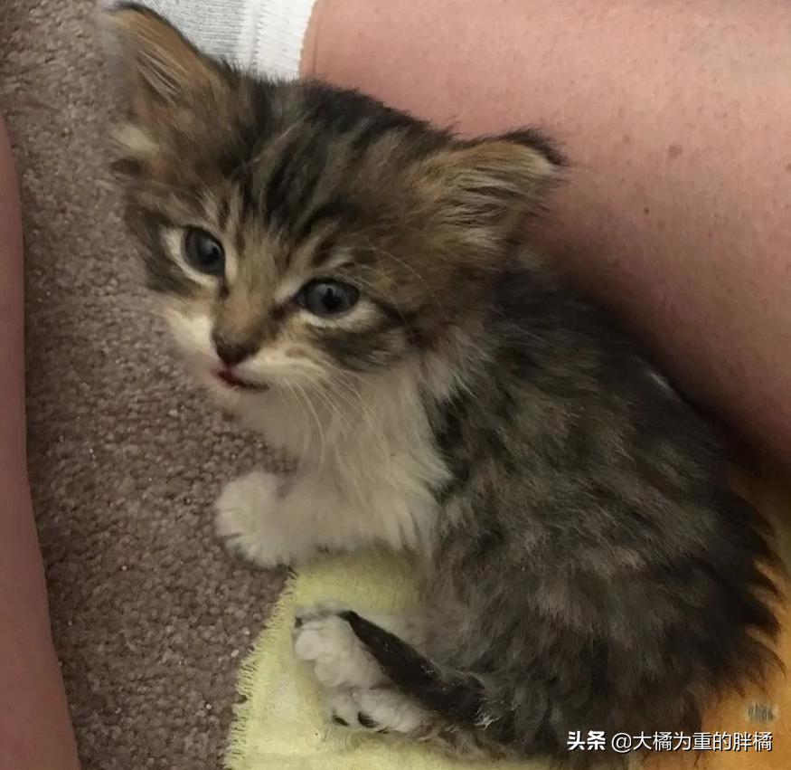 母猫离家出走留下小猫,母猫挪窝落下小猫