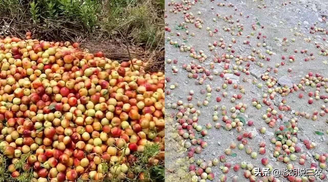 数万斤桃子倾倒路边,几万斤桃子烂树上后续