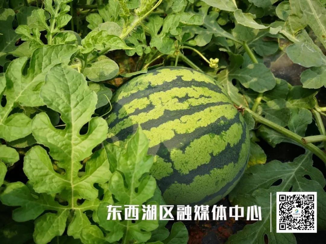 为“临”带货|我吃了,种草了!红透透的西瓜你值得拥有!