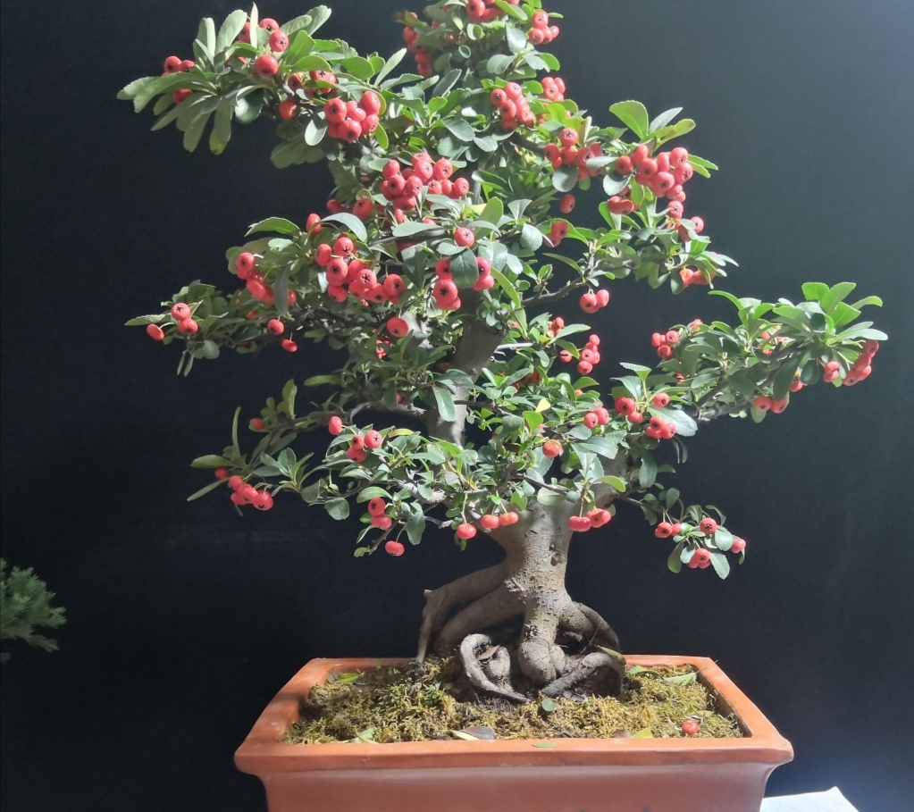 火棘盆景造型注意事项,火棘小叶小果盆景