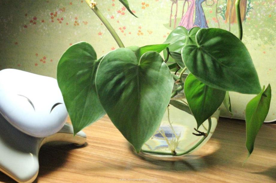 给绿萝来点它不到1个月疯长不停,绿萝怎么爬满墙不黄