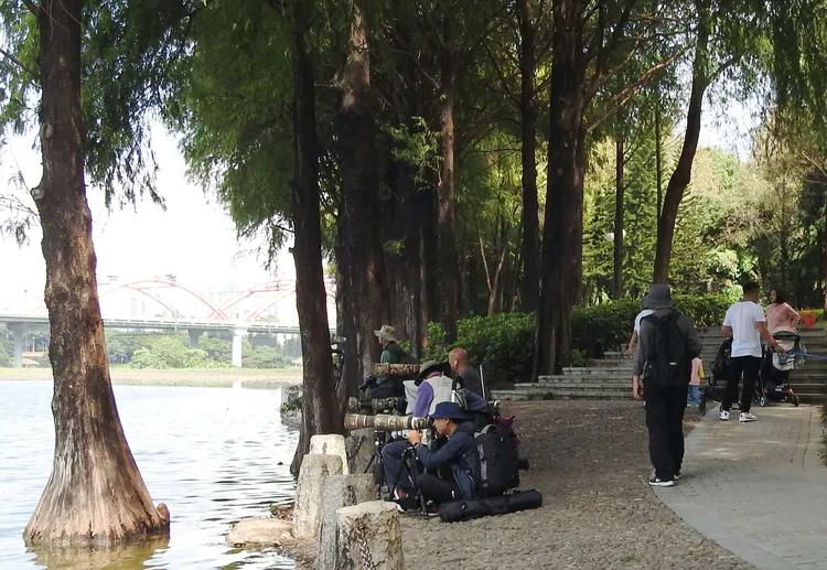 洪湖荷花仙子,洪湖公园蜻蜓