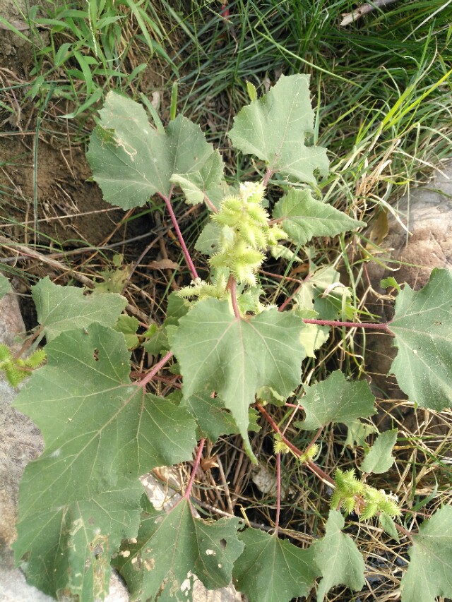 学习中药学的兴趣和感悟,中药学学习心得3000字