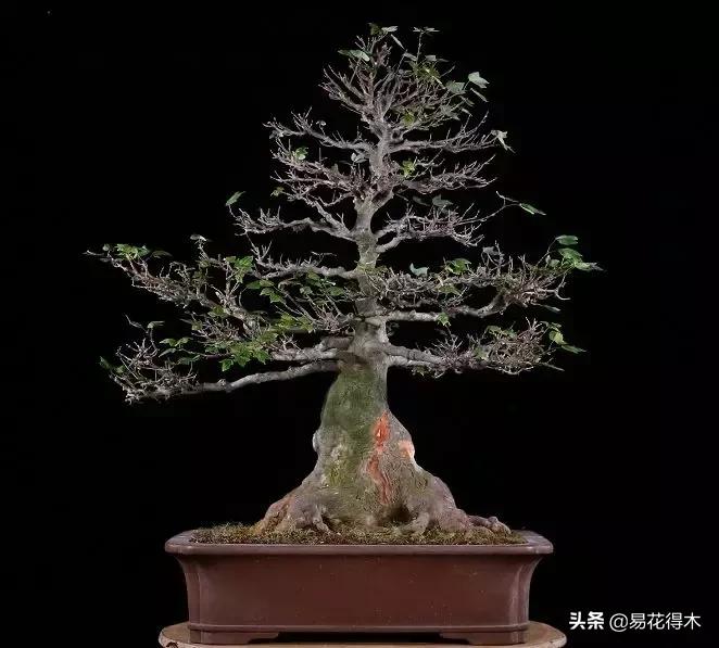 日本红枫和中国红枫有什么区别,日本红枫和中国红枫盆景的区别