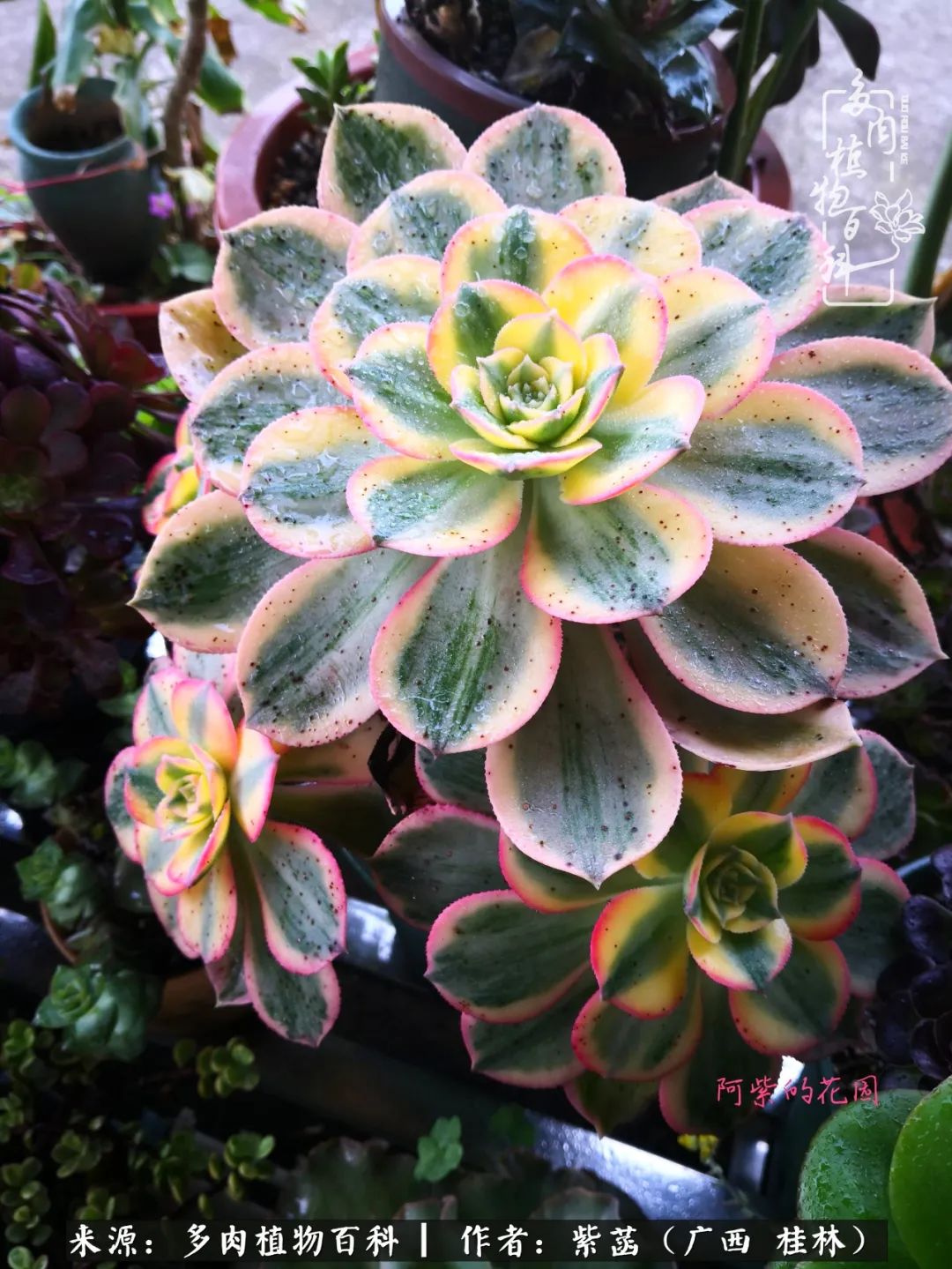 如何在夏天买的多肉度夏,多肉度夏好帮手