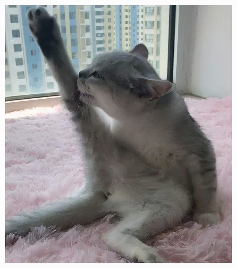 猫的终极凡尔赛：你的屏幕放不下我的腿