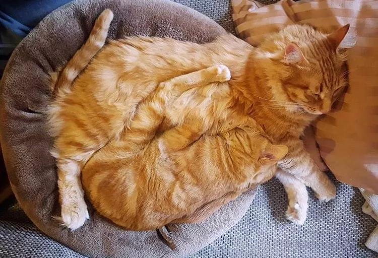 两只猫感情好不亲主人,两只猫感情好