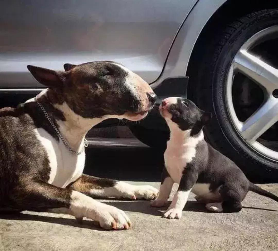 肌肉型猛犬图片,最帅最有气质的猛犬