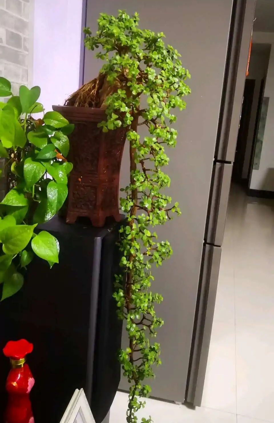 家里养的富贵花让你养几年才会开,客厅富贵花大全