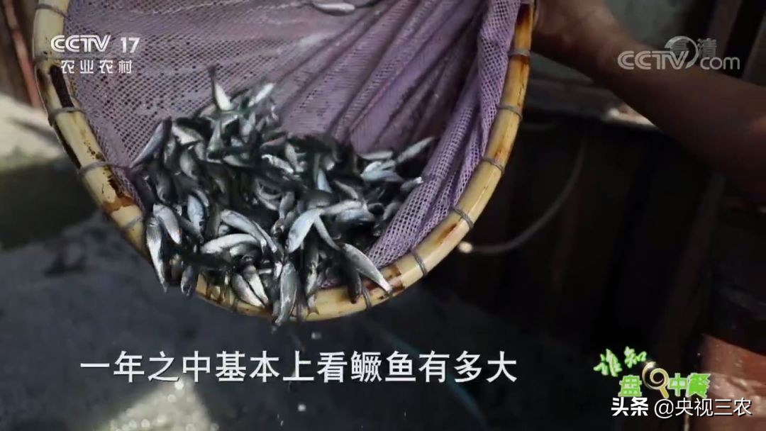 又臭又贵的臭鳜鱼,臭鳜鱼和桂鱼哪个贵呢