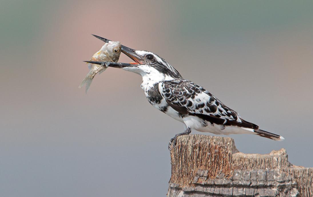 牛魔王野生,云南比大熊猫更稀有的动物