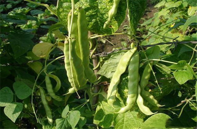 成武县芸豆,成武县白浮镇芸豆几月份成熟