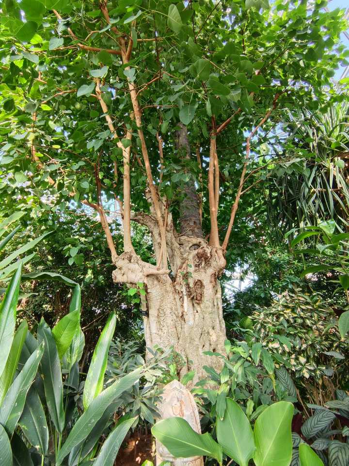 植物奇葩说：不仅会打架，会残杀厮杀，还会捕食昆虫呢