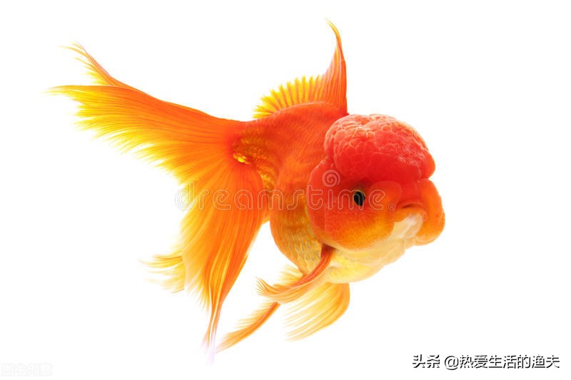 金鱼体表出血粘液过多不进食,金鱼出血最快治疗方法