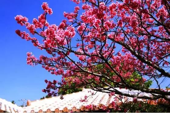 去日本旅游必须知道的八个方法,去日本玩不能做的事