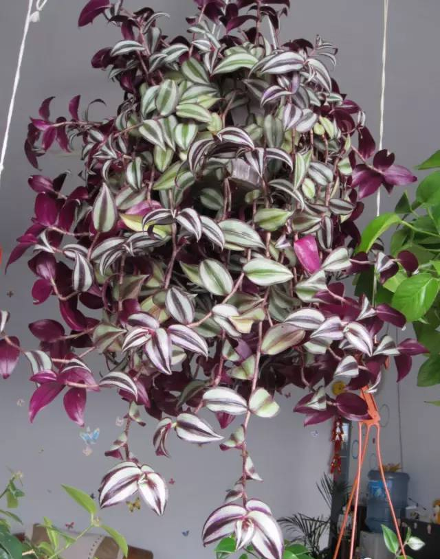 最耐阴不需要阳光的植物室外,喜阴怕阳光非常好养的盆栽大全