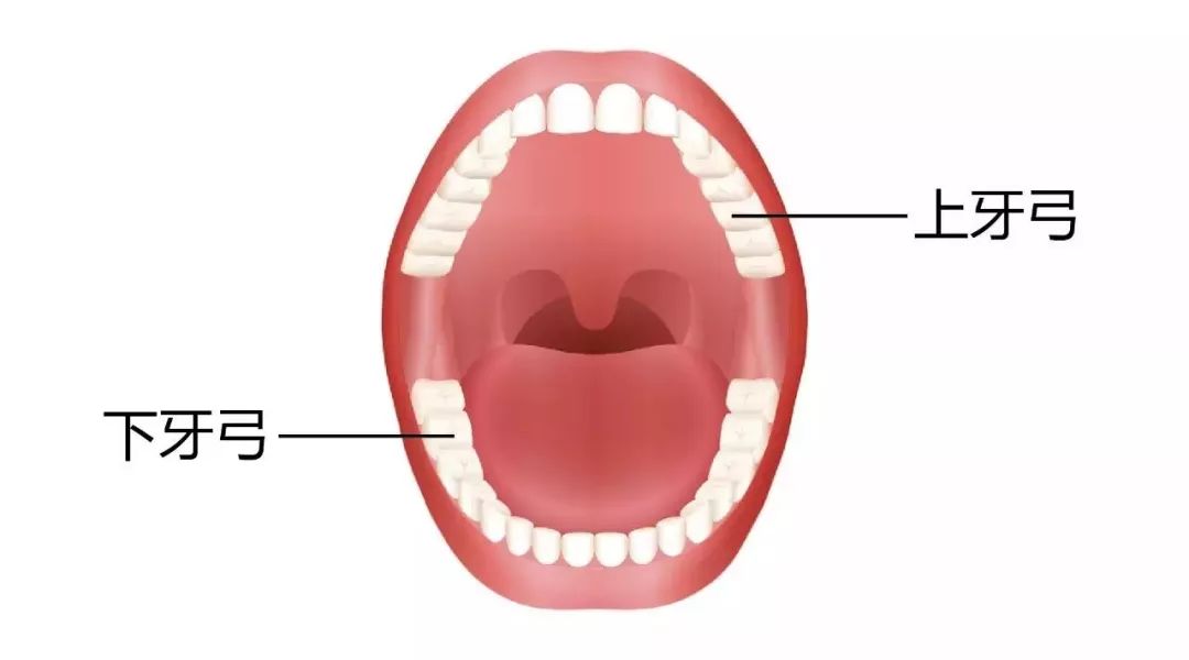 吃饭总咬舌头尖是怎么回事,吃饭总咬舌头和腮是怎么回事