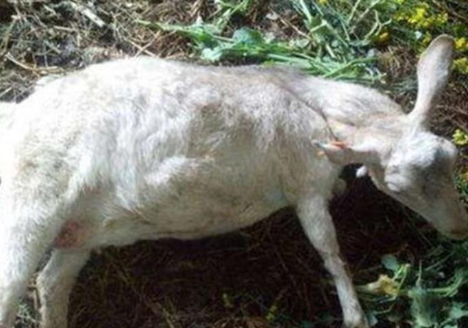 羊不吃食没精神反刍怎么治,羊不反刍用什么方法来治疗