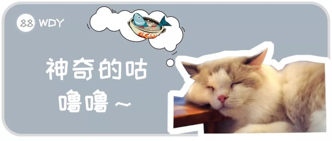 猫咪发出咕噜的声音是什么意思,猫咪发出咕噜声是什么意思