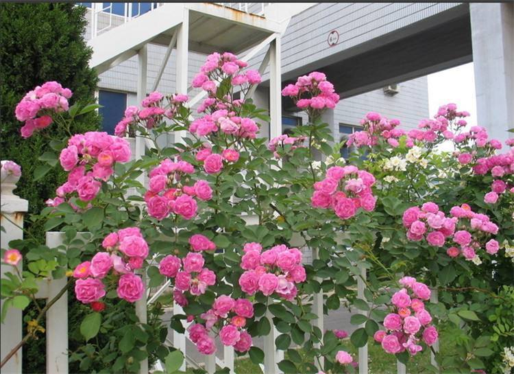 藤本月季花的冬季修剪,藤本月季太茂密花后修剪