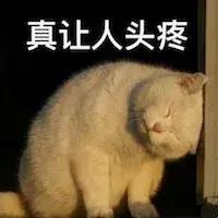 猫咪去宠物医院检查什么项目好呢,三个月猫咪要做什么检查