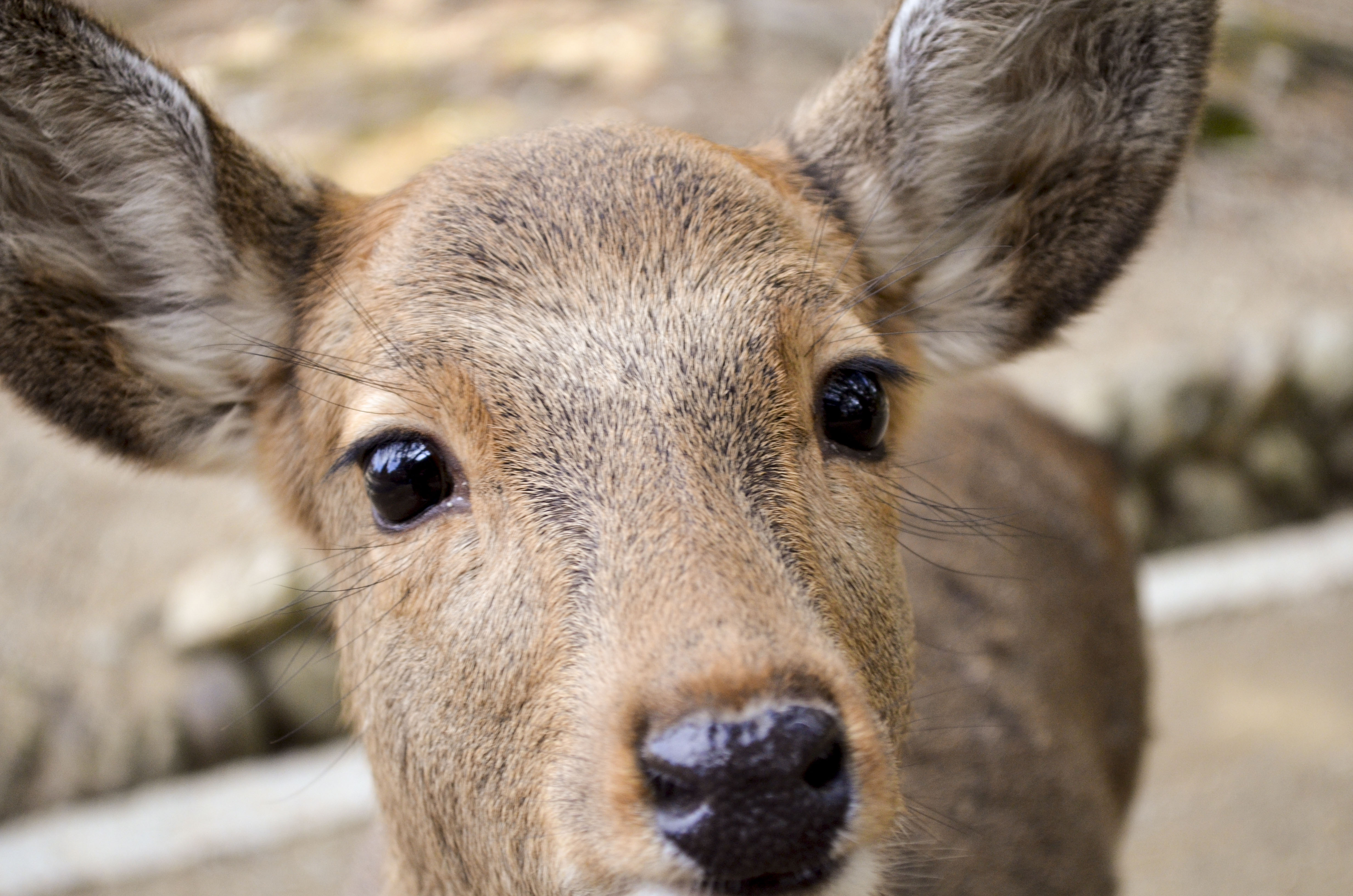 去日本看大阪需要准备什么,日本关西五天旅游攻略
