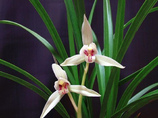 精品玉兰的品种及图片,国兰花朵不艳丽但香气清雅