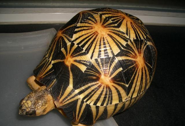 养殖龟分析,养殖陆龟犯不犯法