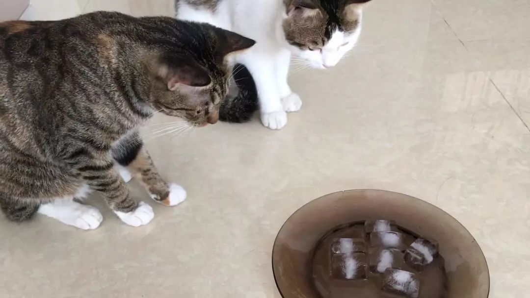 猫咪防发情用棉签？铲屎官听信网友错误建议，导致猫咪严重受伤！