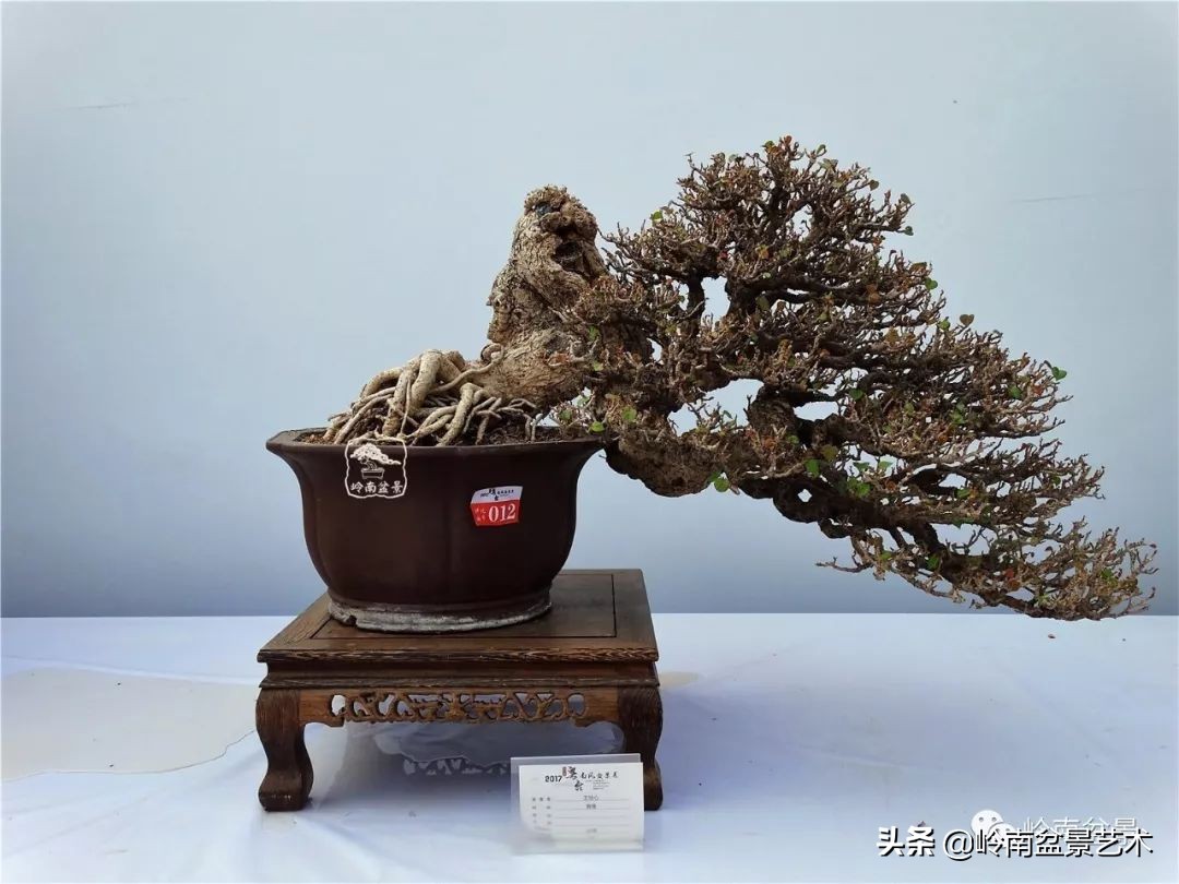 杂木盆景也毫不逊色,杂木盆景值钱吗