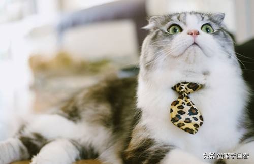 猫咪贫血症状表现吃什么药,猫咪贫血的症状表现都有哪些