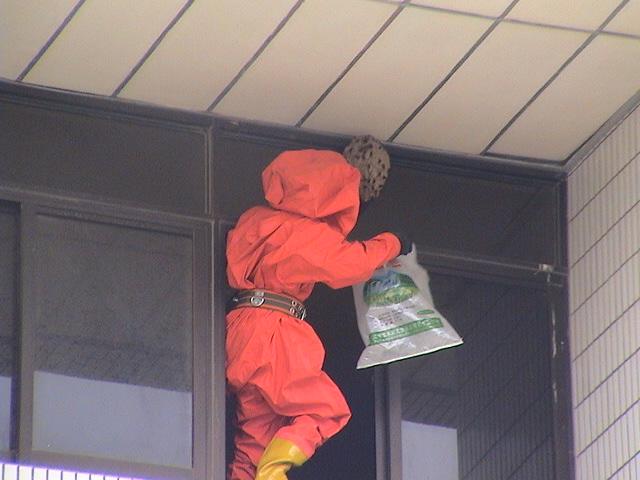 夏天遇到马蜂该怎么办,夏天如何避免马蜂