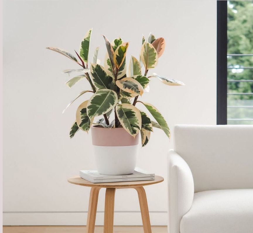 适合阳光暴晒的观叶绿植,适合室内养的高端观叶绿植