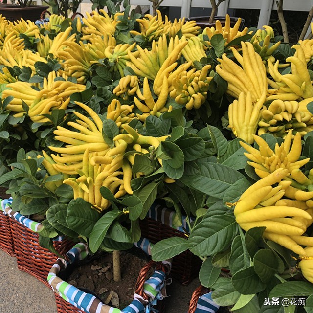 佛手绿植能养在家中吗,盆栽佛手挂果后怎么养护视频
