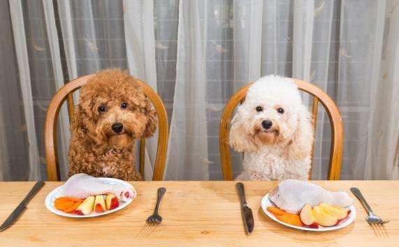 贵宾犬详解及日常养护,饲养贵宾犬的优点与缺点