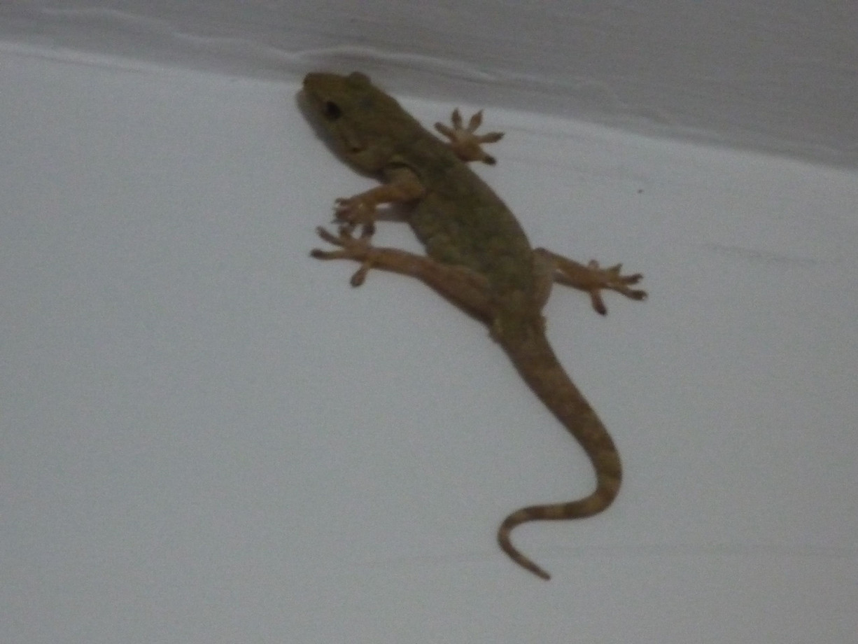 人畜无害的壁虎为什么无毒,壁虎为什么被称为五毒