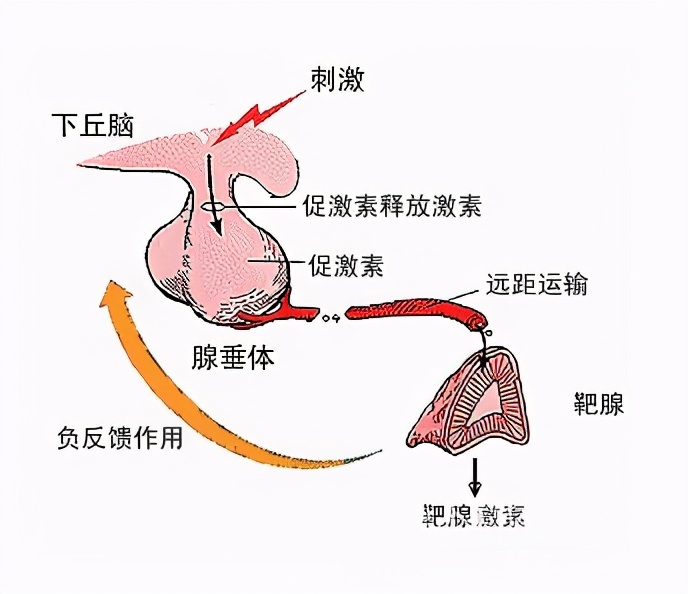 组织器官部分缺失是什么,我们缺失器官可以活多久