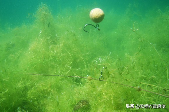 话说欧鲤钓最新消息,话说欧鲤钓鱼完整版