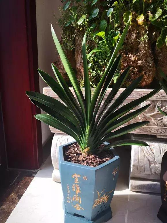 君子兰干湿交替,君子兰砍头变群兰的养护方法