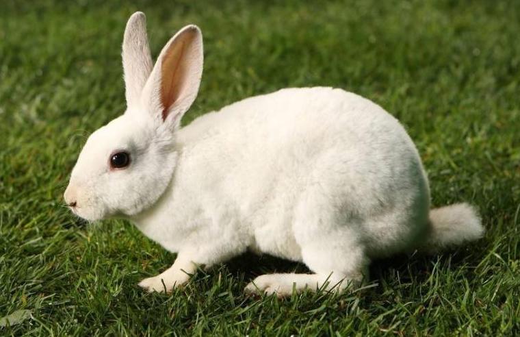 中国有句俗语千年王八万年龟,千年的王八万年龟下半句