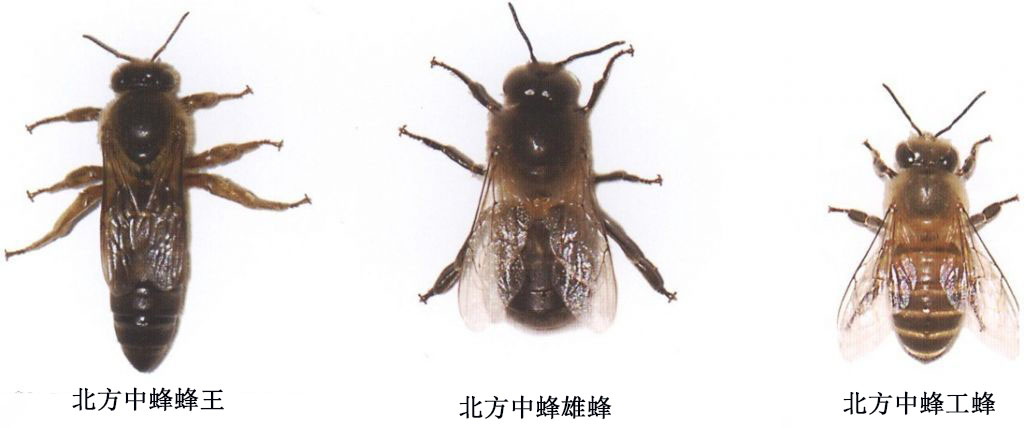世界四大蜂种是哪种,中国四大蜜蜂种类区别