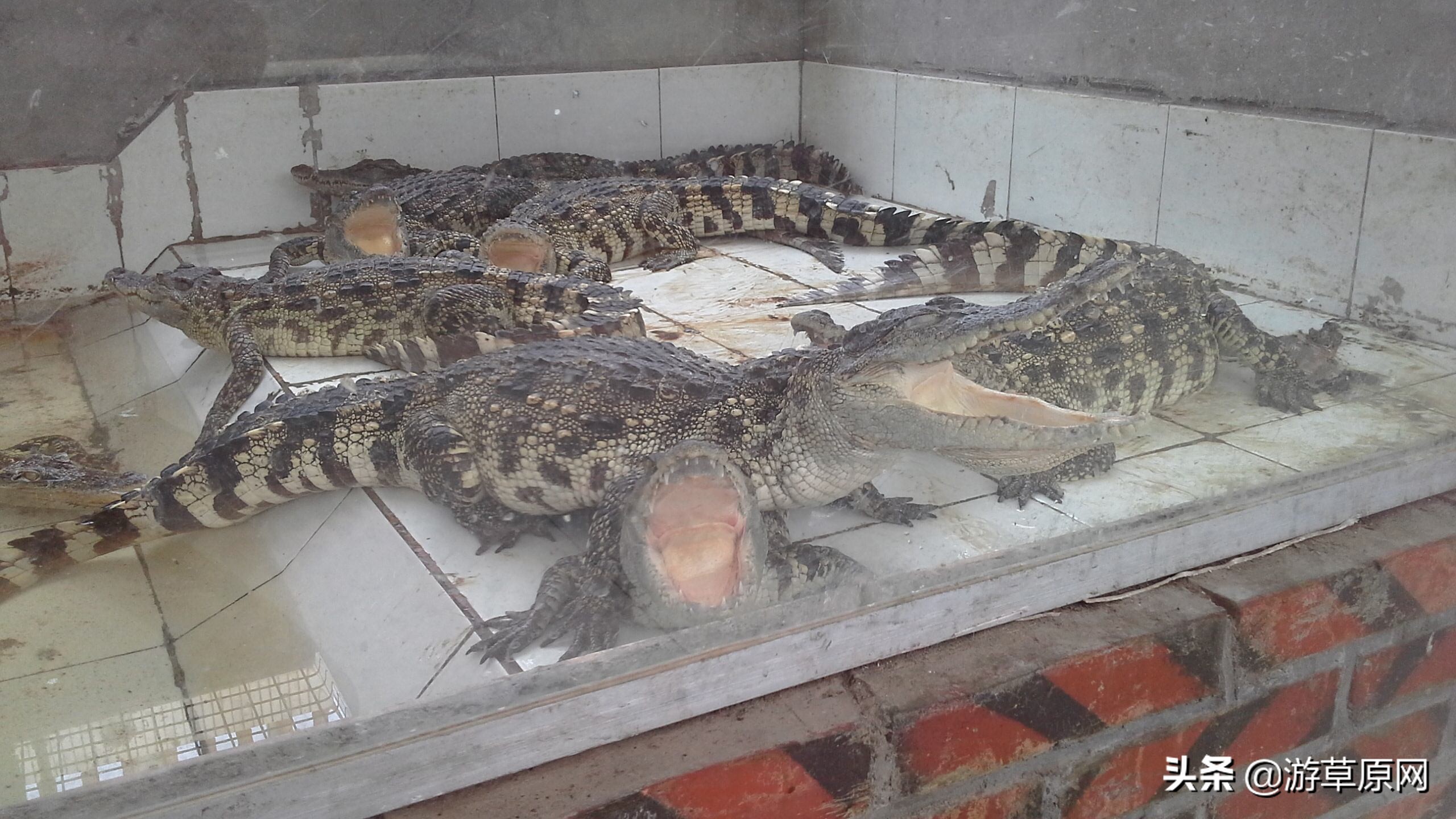 辽宁动物园野生动物,辽宁省动物园