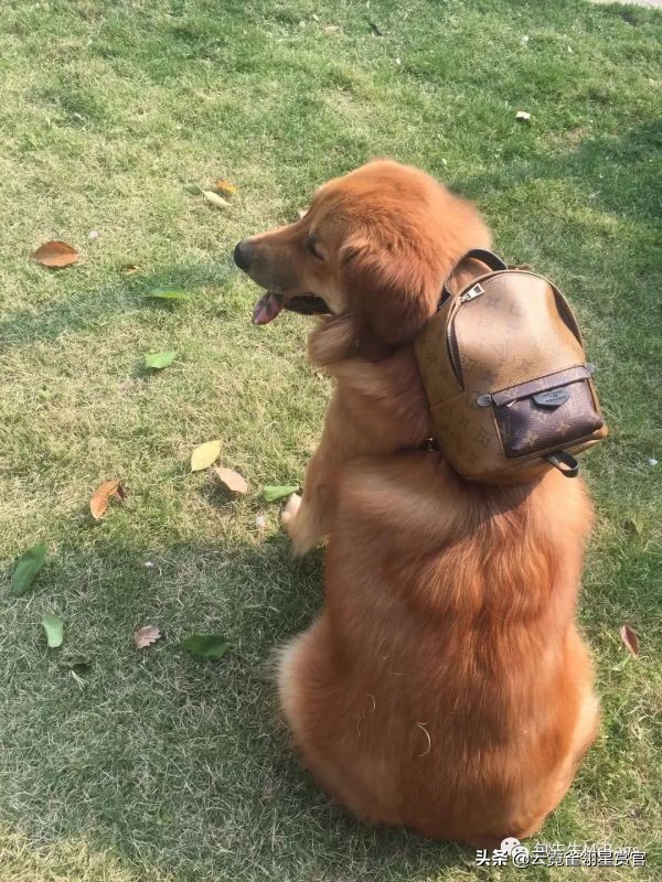 大家的包包和宠物,都太可爱了!