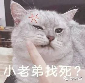 猫头部神经疾病,猫脑神经受损的原因